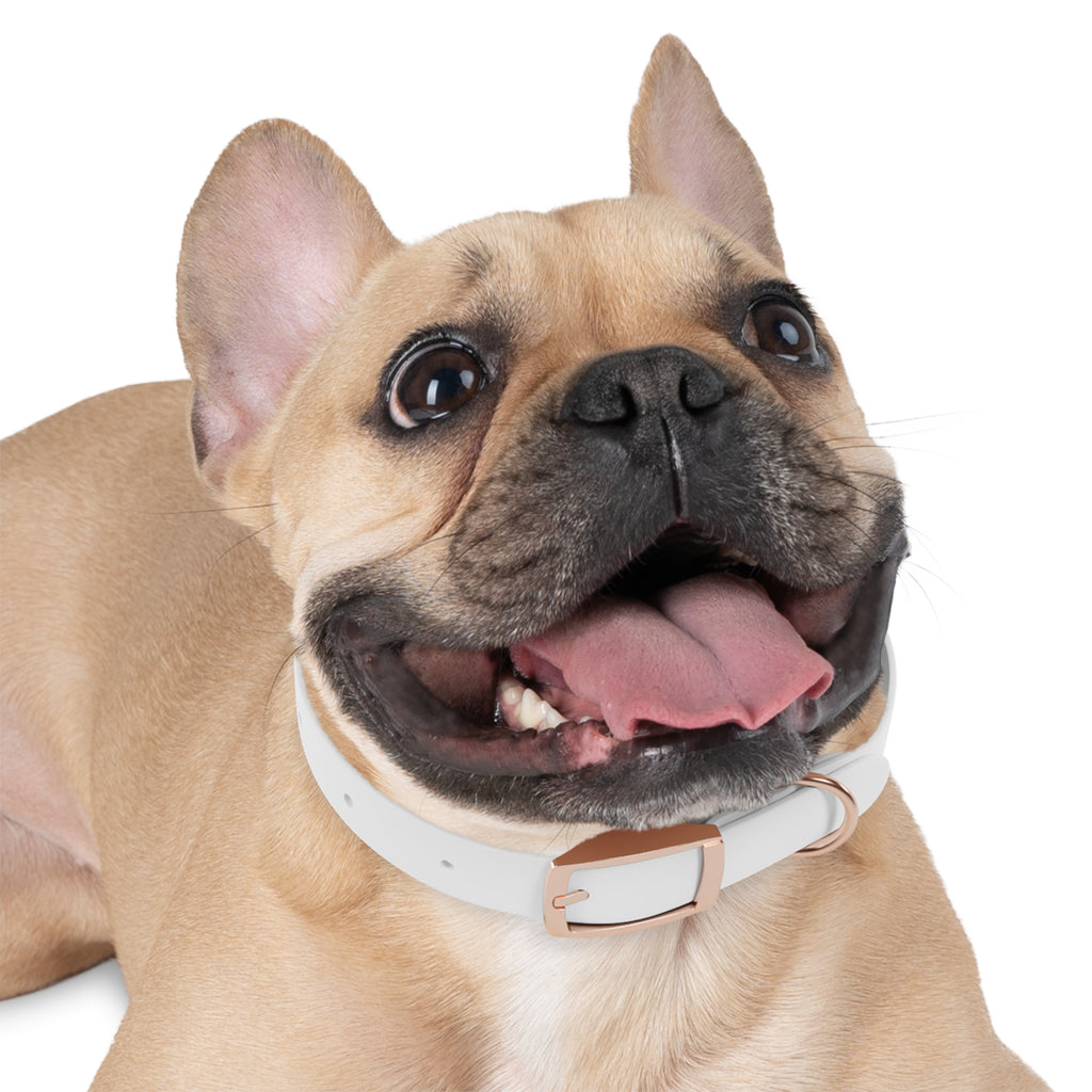 Devine Decree Ministries Dog Collar — Custom Religious Pet Collar