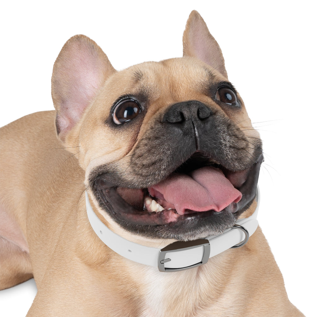 Devine Decree Ministries Dog Collar — Custom Religious Pet Collar