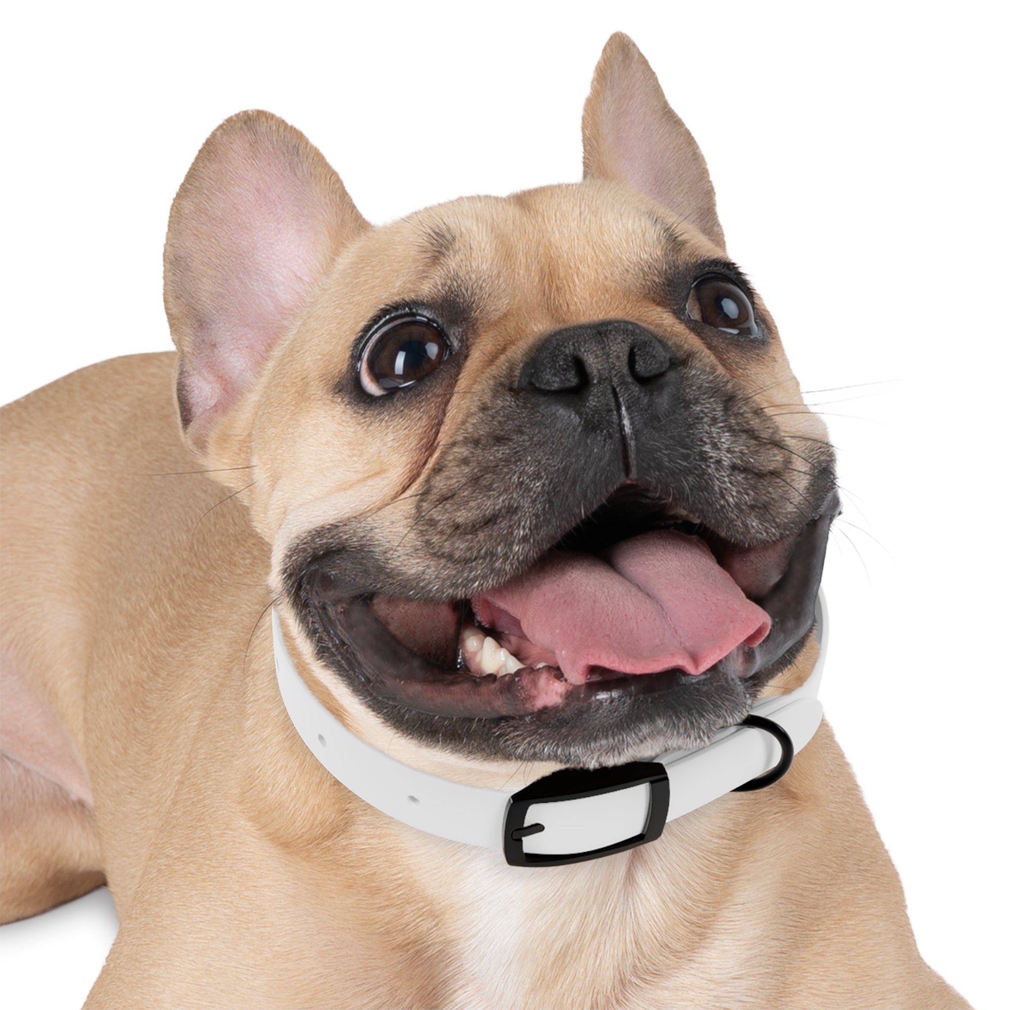 Devine Decree Ministries Dog Collar — Custom Religious Pet Collar
